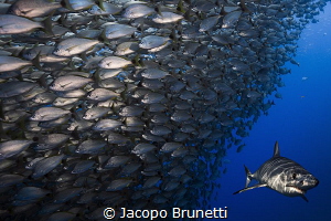 Hunting time! 
Mako shark, Baja California Sur by Jacopo Brunetti 